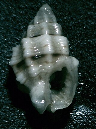 <i>Nassarius echinatus</i> Species of gastropod