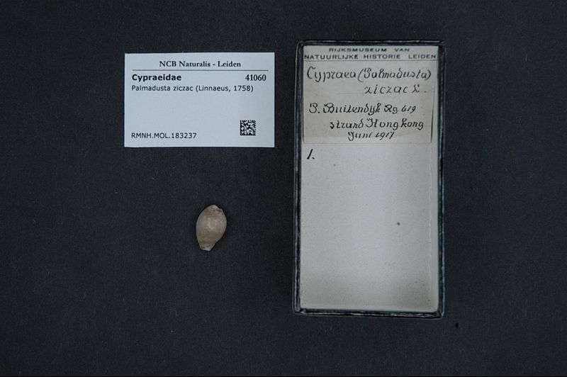 File:Naturalis Biodiversity Center - RMNH.MOL.183237 - Palmadusta ziczac (Linnaeus, 1758) - Cypraeidae - Mollusc shell.jpeg