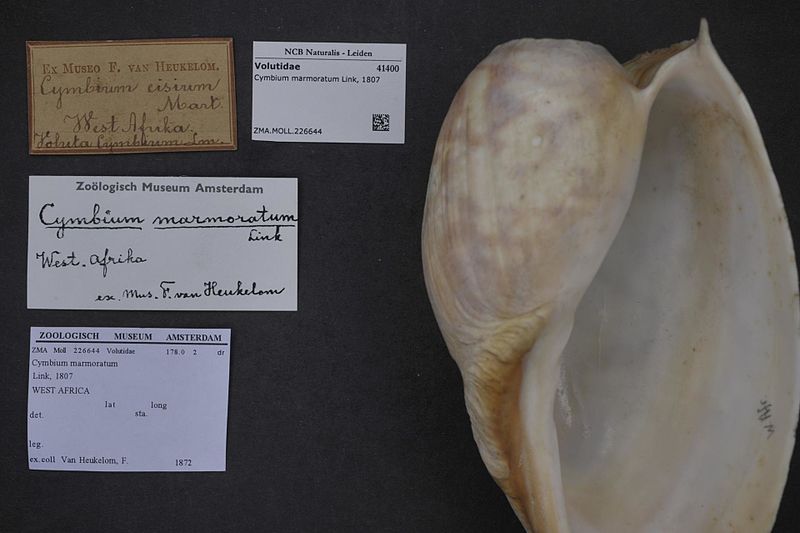 File:Naturalis Biodiversity Center - ZMA.MOLL.226644 - Cymbium marmoratum Link, 1807 - Volutidae - Mollusc shell.jpeg