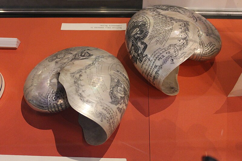 File:Nautilus shells to commemorate Horatio Nelson, at Monmouth Museum, Wales.JPG