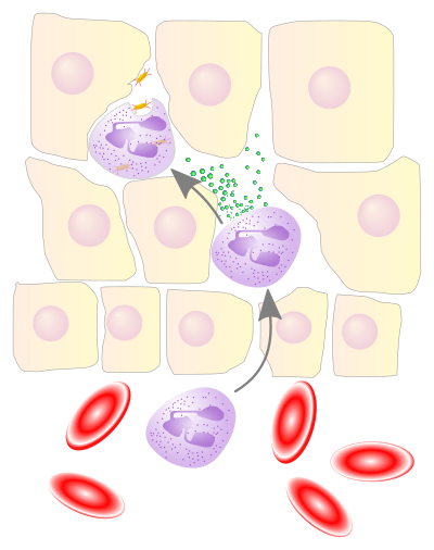 Neutrophils migrate from blood vessels to the infected tissue via chemotaxis, where they remove pathogens through phagocytosis and degranulation