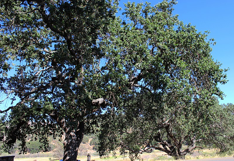 File:Neverland Ranch (14454902288).jpg