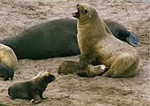 New Zealand sea lion (Phocarctos hookeri) New zealand sea lion nursing.jpg