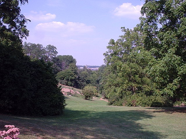 How to Identify the American Basswood, Washington University Arboretum