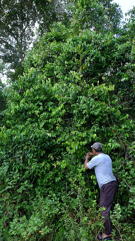 Tập_tin:Niedenzuella_sp.,_Malpighiaceae,_Atlantic_forest,_northern_littoral_of_Bahia,_Brazil_(11059438345).jpg