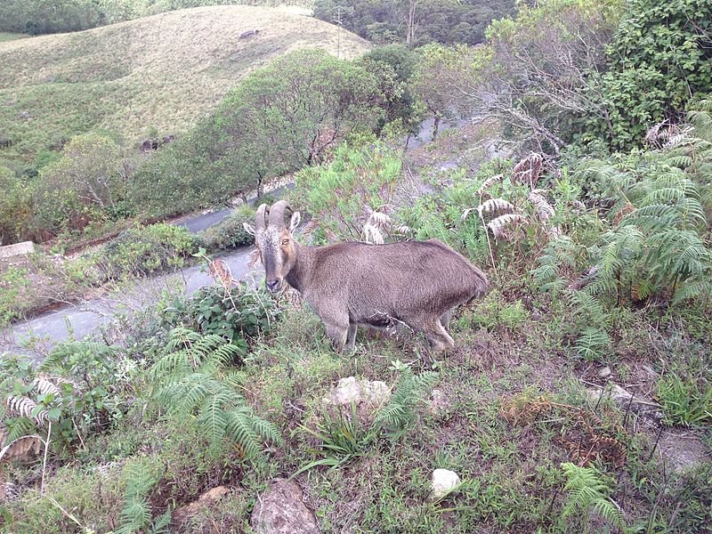 File:Nilgiri ibex1.jpg