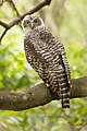 Powerful Owl (Ninox strenua), Lake Parramatta Reserve, New South Wales, Australia
