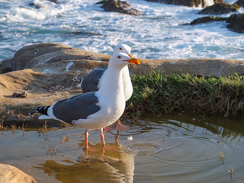 File:NorCal2018 Western gull at Point Lobos Monterey County S0300071.jpg