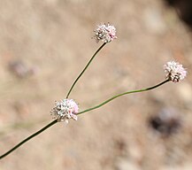 Nude buckwheat, flower cluster in branch node