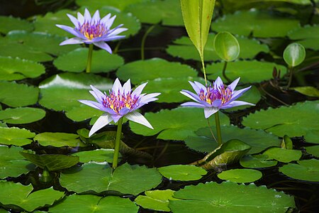 Nymphaea colorata, Grzybienie, 2021-06-09