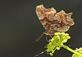 Polygonia c-album Comma Yırtıkpırtık