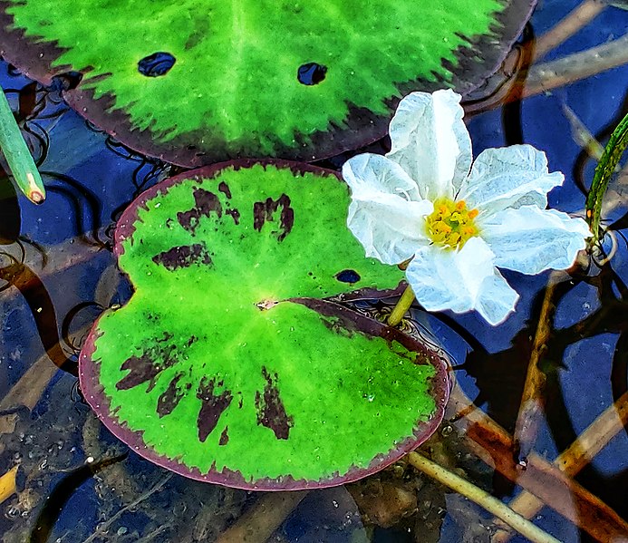 File:Nymphoides hydrophylla flower.jpg