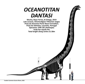 Oceanotitan dantasi Skeletal.png