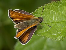 Una mariposa patrón posada sobre una hoja y manteniendo sus alas separadas entre sí visto desde arriba.