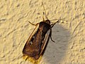 Ochropleura leucogaster (Freyer, (1831)