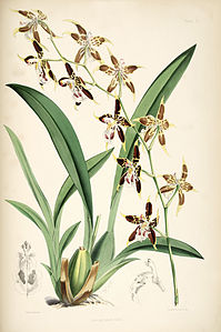 plate 21 Odontoglossum hallii Oncidium hallii