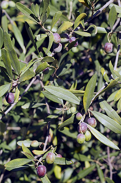 File:Olives(CYPRESSIMO) CL. J Weber (22852465910).jpg