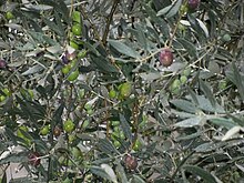 Olives tanches 3.JPG