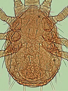 <i>Ameroseius</i> Genus of mites