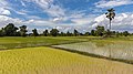 28 Opaque and mirroring green paddy fields with palm tree uploaded by Basile Morin, nominated by Basile Morin