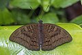 * Nomination: [edit] Open wing Basking of Tanaecia julii (Lesson, 1837) - Common Earl. By User:Anitava Roy --Atudu 07:36, 26 October 2023 (UTC) * * Review needed