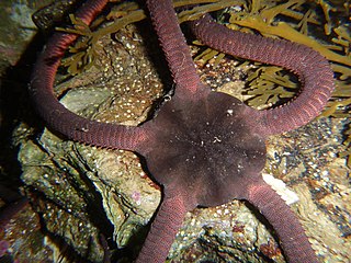 <i>Ophiopsammus</i> Genus of brittle stars