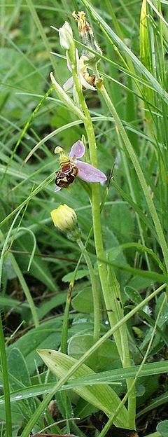 Description de l'image Ophrys apifera plant.jpg.
