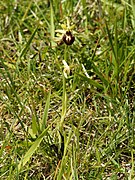 Ophrys araneola