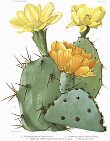 Opuntia17 filter.jpg