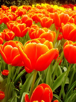 Orange tulipas in the Keukenhof park.