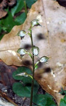 Orchid Chatswood West ve Schizomeria.jpg