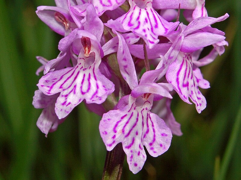 File:Orchidaceae - Dactylorhiza maculata-1.JPG