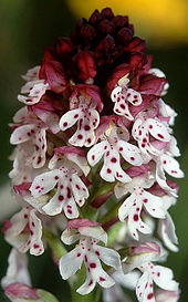 The burnt-tip orchid (Neotinea ustulata) can be found on Salisbury Plain