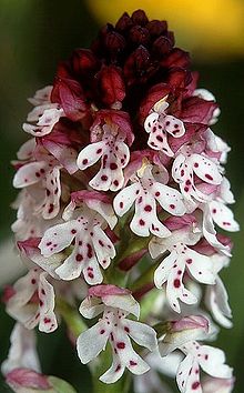 Orchis ustulata wiki mg-k02.jpg