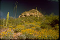 Organ Pipe Cactus National Monument ORPI4656.jpg