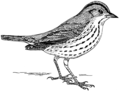 Oven Bird (PSF).png