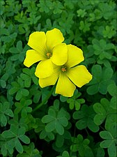 פרח משפך / פרח צינורי צהוב של חמציץ נטוי