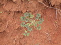 Oxalis pes-caprae var. pleniflora