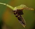 Stelis pellifeloidis flower