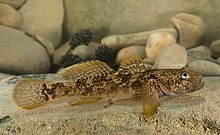 Padogobius nigricans 2009.jpg