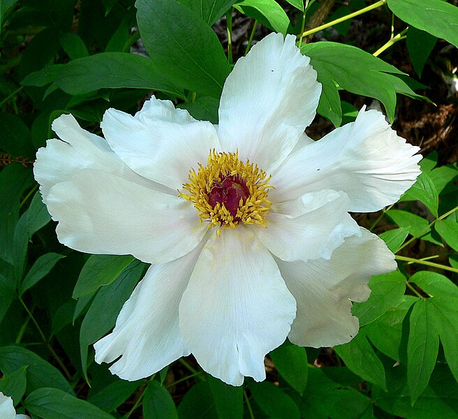 File:Paeonia suffruticosa 19.jpg