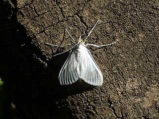 <i>Palpita flegia</i> Species of moth