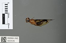 Palpopleura albifrons Legrand, 1979 2432757648.jpg