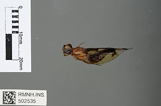 <i>Palpopleura albifrons</i> Species of dragonfly