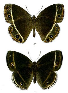 <i>Mycalesis mestra</i> Species of butterfly