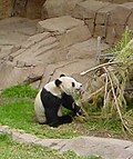 Bamboo.jpg yiyen panda