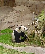Panda eating Bamboo.jpg