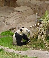 Bamboo is the main food of the giant panda, making up 99% of its diet. Panda eating Bamboo.jpg