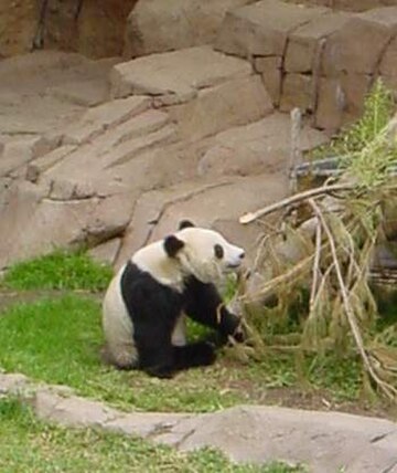 File:Panda eating Bamboo.jpg