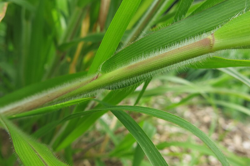 File:Panicum capillare leaf (13).jpg